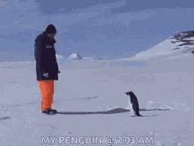 Penguin Funny GIF - Penguin Funny Fail GIFs