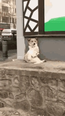 Appaws Dogs GIF