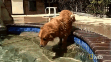 Going For A Swim! GIF - Cesar911 Cesar911series Swimming GIFs