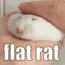 Flat Rat GIF