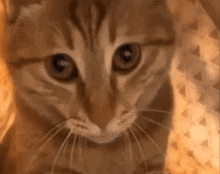 Belsku Cat GIF - Belsku Cat Cat Troll GIFs