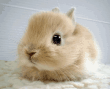 Innocent Bunny GIF - Innocent Bunny Rabbit GIFs