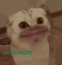 hungry big