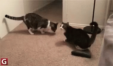 Funny Cat GIF - Funny Cat Scared - Discover & Share GIFs