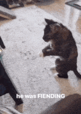 He Was Fiending Cat GIF - He Was Fiending Cat Shaking GIFs