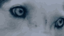 Siberian Husky Dog GIF - Siberian Husky Dog Eyes GIFs
