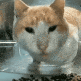 Reverse Cat Eating GIF - Reverse Cat Eating Cat Eating Reversed GIFs