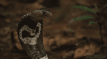Dual Survival Cobra GIF - Dual Survival Cobra Snake GIFs