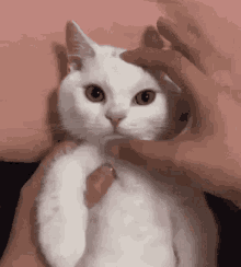 Cat Cloudtail GIF