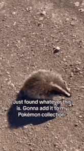 a small animal is laying on the ground with a caption that says `` just found whatever this is .