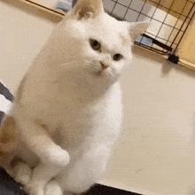 a white cat is sitting on its hind legs on a bed .
