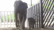 Tiny Stampede GIF - Elephants Babies Curious GIFs