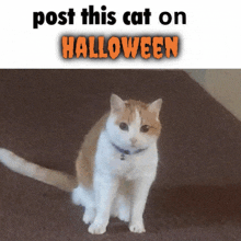 an orange and white cat is sitting on a carpet next to a post that says post this cat on halloween