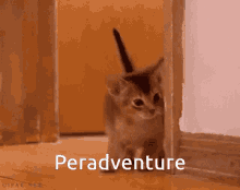 Peradventure Cat GIF - Peradventure Cat GIFs