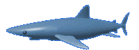 Shark Web Sticker