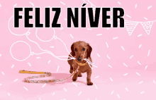 Feliz Niver / Feliz Aniversário / Happy Birthday / Cachorro / Cachorrineo / GIF - Happy Birthday Dog Doggo GIFs