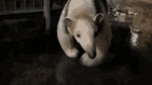 tamandua anteater not a pet