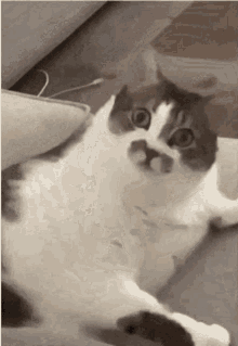 Reverse Cat Lick Brutal Cat Lick GIF - Reverse Cat Lick Brutal Cat Lick Cat Lick GIFs