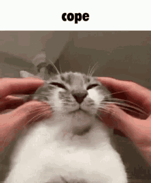 Cope Cat GIF - Cope Cat Kitten GIFs