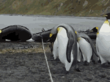 Penguins Vs. Rope GIF - Penguins Rope Trip GIFs