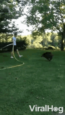 running playing hose boar attack