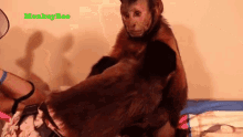 Hugging Capuchin Monkey GIF