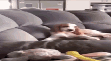 a dog is laying on a couch next to a person holding a toy .