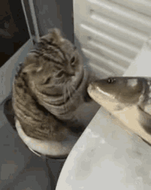 Cat Fish GIF - Cat Fish Cute Cat GIFs