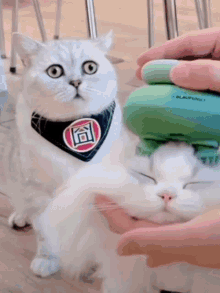 Pet Lover GIF - Pet Lover Cat GIFs