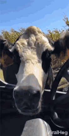 Viralhog Cow GIF - Viralhog Cow Mad Cow GIFs