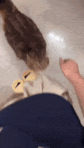 a cat is laying on a person 's lap and looking at a person 's hand .