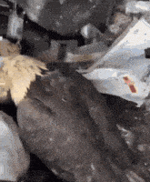 a pile of garbage with a duck in the middle