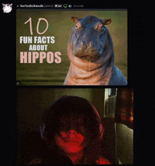 a picture of a hippo and a picture of a person with a caption that says 10 fun facts about hippos