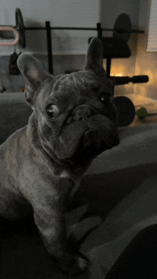 a small french bulldog sitting on a couch looking at the camera