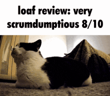 Loaf Review GIF - Loaf Review Kitty GIFs