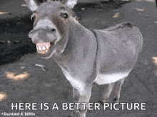 Smile Teeth GIF - Smile Teeth Donkey GIFs