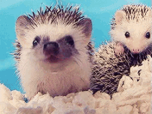 Hedgehog Animal GIF