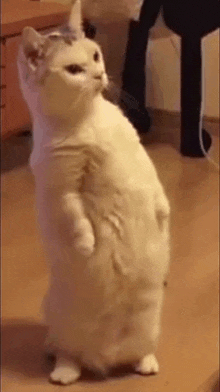 a white cat is standing on its hind legs on a wooden table .