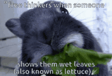 Free Thinkers Bunny GIF - Free Thinkers Bunny Lettuce GIFs