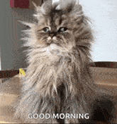 a fluffy cat is sitting on a wooden table with a good morning message .