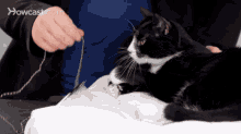 How Do Cats Play With Humans GIF - How Do Cats Play With Humans GIFs