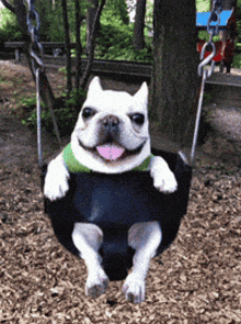 a white dog is sitting on a black tire swing