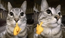 a cat is giving the middle finger to the camera and making a funny face .