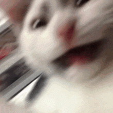 เจมีไนน์โฟร์ท Kitten Fourth GIF - เจมีไนน์โฟร์ท Kitten Fourth Blurry Cat Cute GIFs