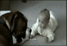 Baby And Boxer Make Frends GIF - Cute Baby Dog GIFs