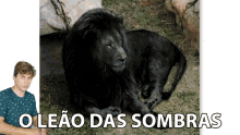 O Leao Das Sombras The Dark Lion GIF