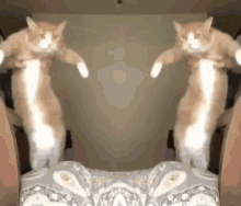Mirror Dancing GIF - Mirror Dancing Cat Fun GIFs