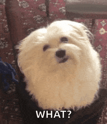 Confused Look Pet GIF - Confused Look Pet Dog GIFs
