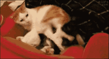 Cat Funny GIF - Cat Funny Wtf GIFs