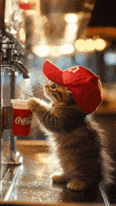 a kitten wearing a red hat is drinking water from a coca-cola cup
